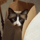 aka Mini-monster