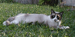 Lexie Lou-lou aka Fresheta!