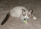 Lexie Lou-lou aka Fresheta!