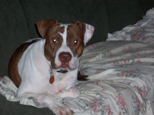 Beau the Pit Bull