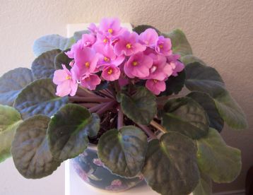 African Violet